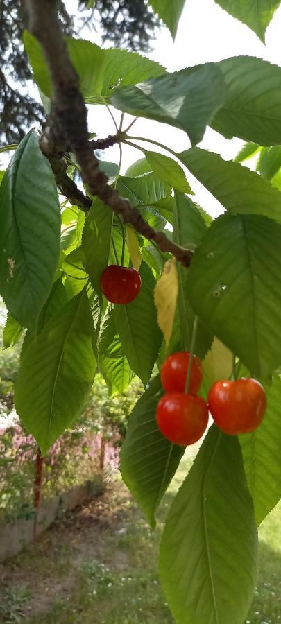 Ket Puli Vendeghaz Daire Bekescsaba Dış mekan fotoğraf