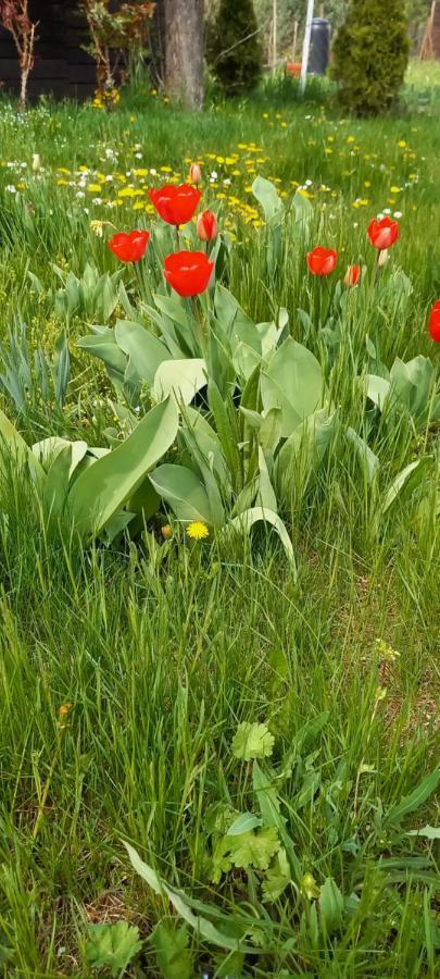 Ket Puli Vendeghaz Daire Bekescsaba Dış mekan fotoğraf